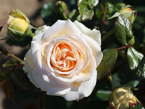 hybrid tea rose sale